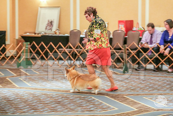 BBX Dog Fri RingsJJJ_5598-CorgiHstn2019-HR3