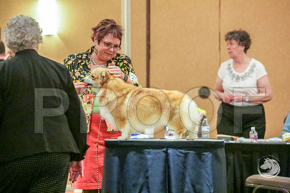 BBX Dog Fri RingsJJJ_5607-CorgiHstn2019-HR3