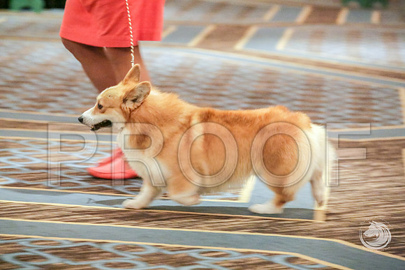 BBX Dog Fri RingsJJJ_5616-CorgiHstn2019-HR3