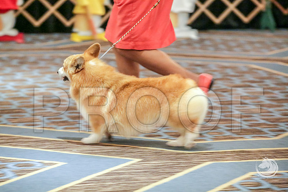 BBX Dog Fri RingsJJJ_5623-CorgiHstn2019-HR3