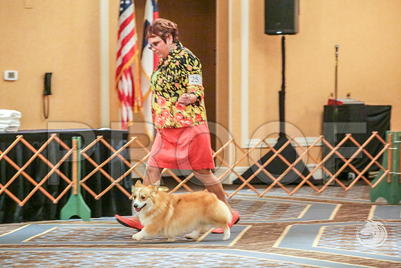 Winners Dog Fri RingsJJJ_5640-CorgiHstn2019-HR3