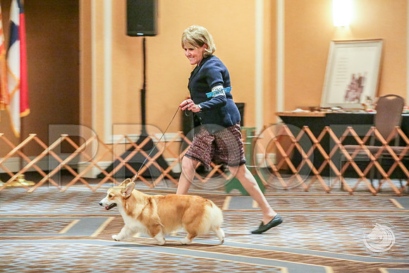 Winners Dog Fri RingsJJJ_5641-CorgiHstn2019-HR3