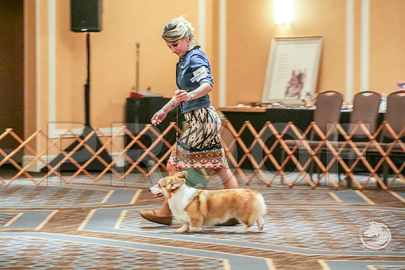 Winners Dog Fri RingsJJJ_5644-CorgiHstn2019-HR3