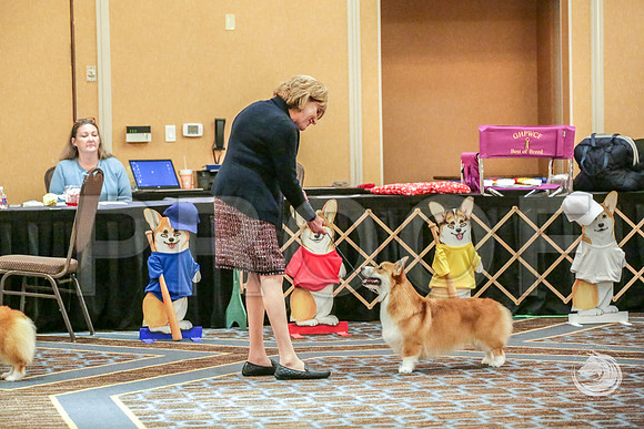 Winners Dog Fri RingsJJJ_5649-CorgiHstn2019-HR3