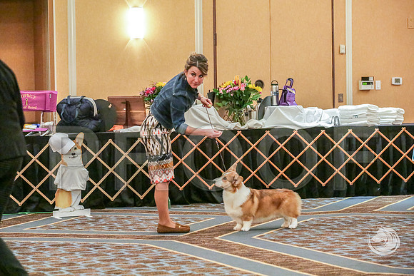 Winners Dog Fri RingsJJJ_5650-CorgiHstn2019-HR3
