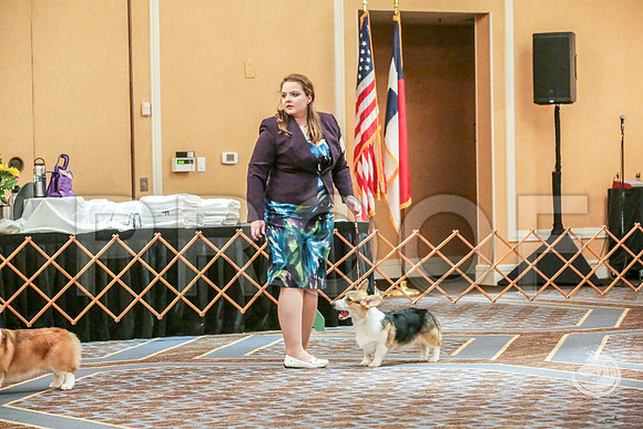 Winners Dog Fri RingsJJJ_5651-CorgiHstn2019-HR3