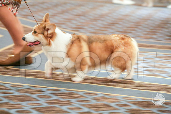 Winners Dog Fri RingsJJJ_5654-CorgiHstn2019-HR3