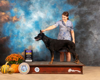 Beauceron #6 Sat BOB Judge Dale Meyer