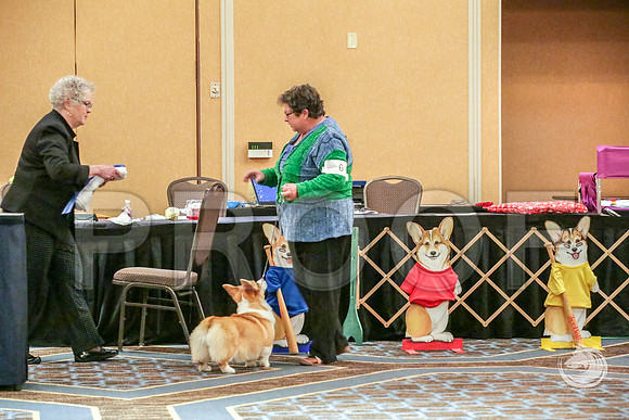 6 to 9 Bitch Fri RingJJJ_5692-CorgiHstn2019-HR3