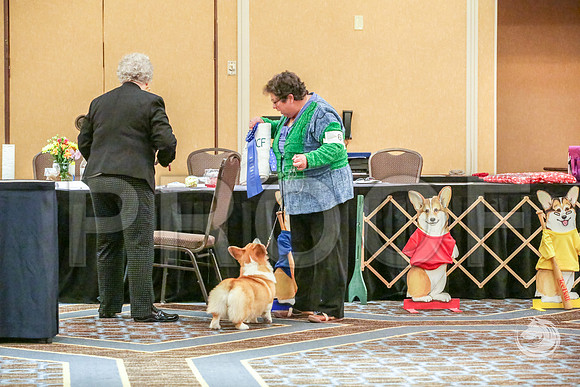 6 to 9 Bitch Fri RingJJJ_5697-CorgiHstn2019-HR3