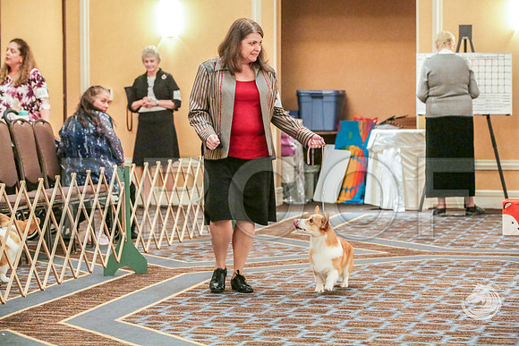 Am Bred Bitch Fri RingJJJ_6275-CorgiHstn2019-HR3