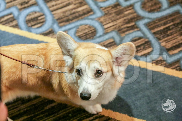 Veteran Fri RingJJJ_6652-CorgiHstn2019-HR3