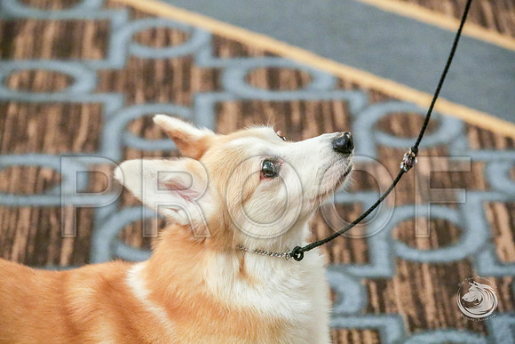 Veteran Fri RingJJJ_6661-CorgiHstn2019-HR3