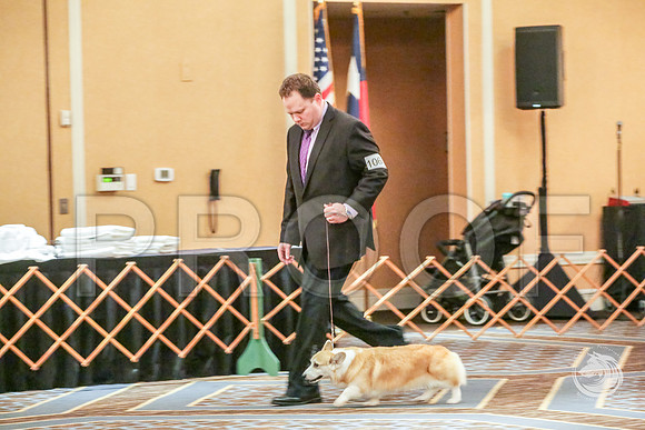 Veteran Fri RingJJJ_6667-CorgiHstn2019-HR3