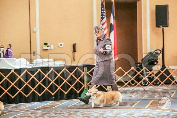 Veteran Fri RingJJJ_6670-CorgiHstn2019-HR3