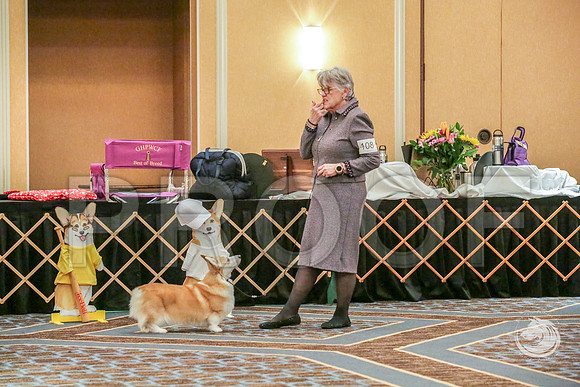 Veteran Fri RingJJJ_6674-CorgiHstn2019-HR3