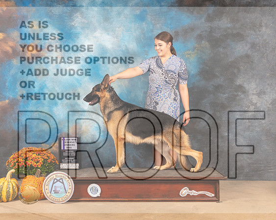 German Shepherd Dog #11 Sat RWD Judge Dale Meyer-MMJ_3491-Humble2021