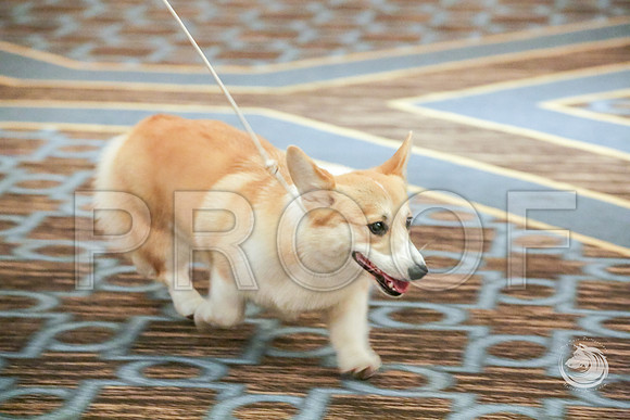 9 to 12 Bitch Fri RingJJJ_5720-CorgiHstn2019-HR3