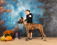 Great Dane #6 Sat WBBOS Judge Joanne Buehler