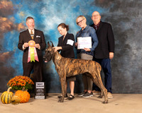 Great Dane #J501 Sat BJr Judge Steven Herman