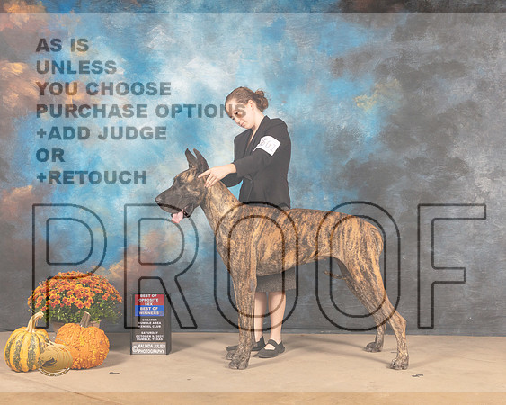 Great Dane #6 Sat WBBOS Judge Joanne Buehler -MMJ_3472-Humble2021