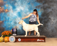 Labrador Retriever #10 Sat WB Judge Mary Napper