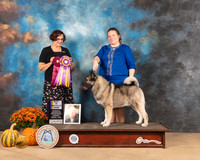 Norwegian Elkhound #5 Sat BISS Judge Anne Gallant