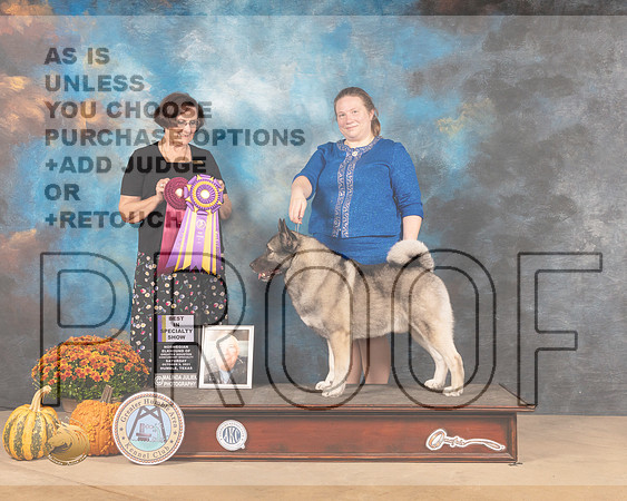 Norwegian Elkhound #5 Sat BISS Judge Anne Gallant-MMJ_3431-Humble2021