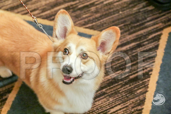 BBX Bitch Fri RingJJJ_6071-CorgiHstn2019-HR3