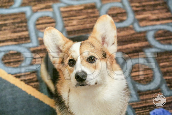 BBX Bitch Fri RingJJJ_6075-CorgiHstn2019-HR3