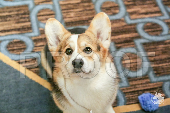 BBX Bitch Fri RingJJJ_6073-CorgiHstn2019-HR3