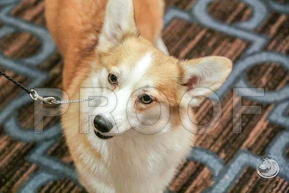 BBX Bitch Fri RingJJJ_6078-CorgiHstn2019-HR3