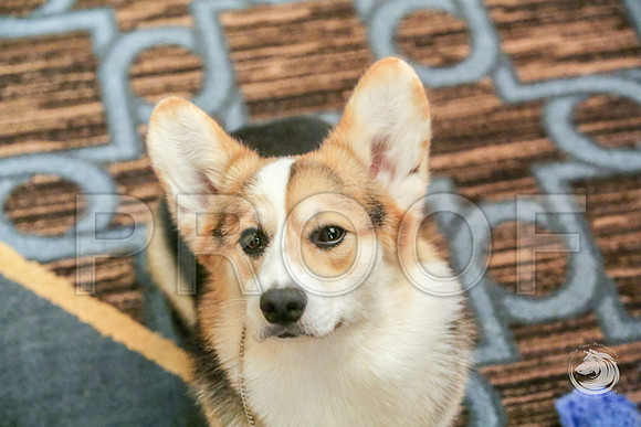 BBX Bitch Fri RingJJJ_6076-CorgiHstn2019-HR3