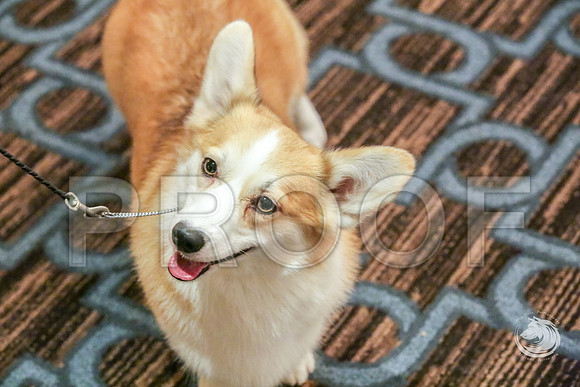 BBX Bitch Fri RingJJJ_6079-CorgiHstn2019-HR3