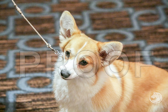 12 to 18 Bitch Fri RingJJJ_5854-CorgiHstn2019-HR3