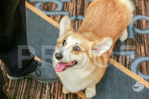 12 to 18 Bitch Fri RingJJJ_5858-CorgiHstn2019-HR3