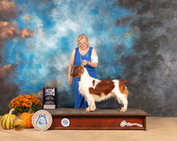Welsh Springer Spaniel #7 Sat BOB Judge Mary Napper