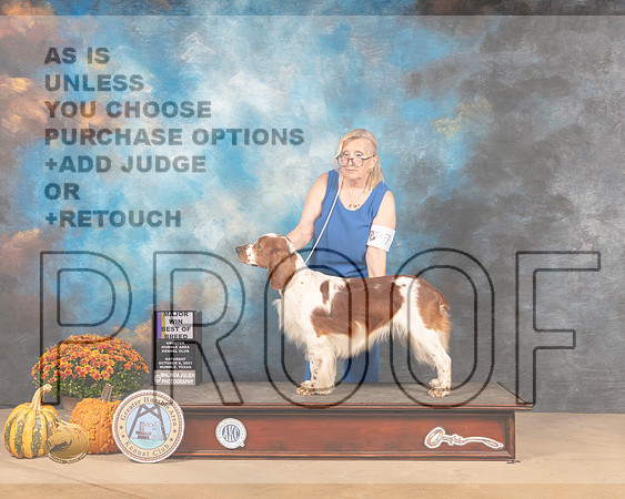 Welsh Springer Spaniel #7 Sat BOB Judge Mary Napper-MMJ_3441-Humble2021