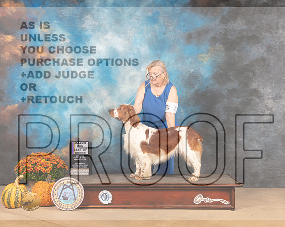 Welsh Springer Spaniel #7 Sat BOB Judge Mary Napper-MMJ_3443-Humble2021