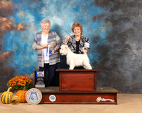West Highland White Terrier #14 Sat BOW Judge Claudia Seaberg