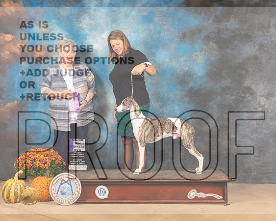Whippet #15 Sat WD Judge Claudia Seaberg-MMJ_3416-Humble2021