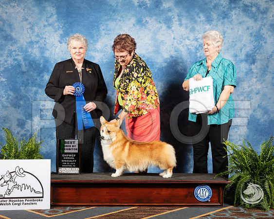 Corgi #25 Fri BBX 1 Judge Judy HartSSR_2847-CorgiHstn2019-HR3
