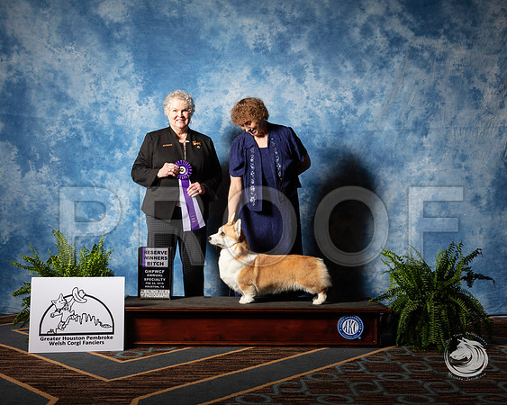 Corgi #44 Fri RWB Judge Judy HartSSR_2832-CorgiHstn2019-HR3