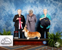 Corgi #59 Fri BOS Judge Judy Hart