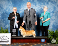 Corgi #88 Fri SB Judge Judy Hart