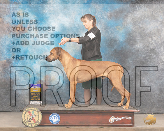 Rhodesian Ridgeback #9 Sun BOB Judge Del RichardsMMJ_5413_Mdlnd2022_HR3