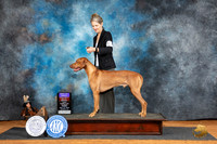 Rhodesian Ridgeback #5 Fri BOBOHBOB Judge Karen Hynek r