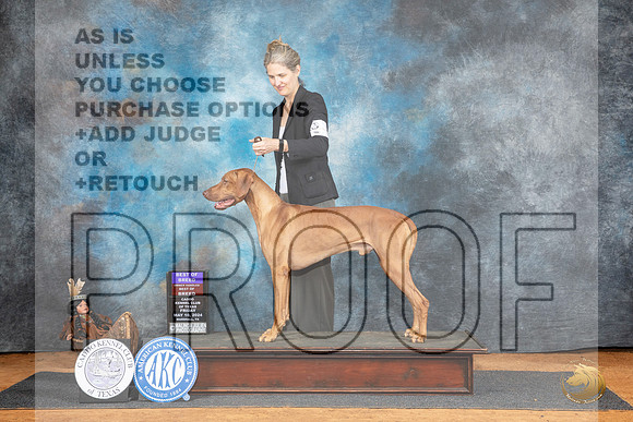 Rhodesian Ridgeback #5 Fri BOBOHBOB Judge Karen Hynek r__JP_7174_MARSHALL_2024_HR3