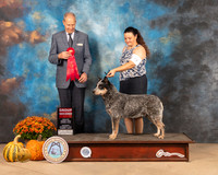 Australian Cattle Dog #9 Sat G2 Judge Dale Meyer