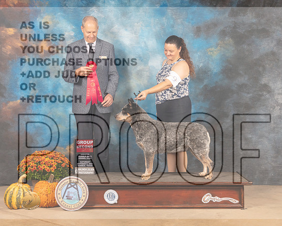 Australian Cattle Dog #9 Sat G2 Judge Dale Meyer-MMJ_5954-Humble2021